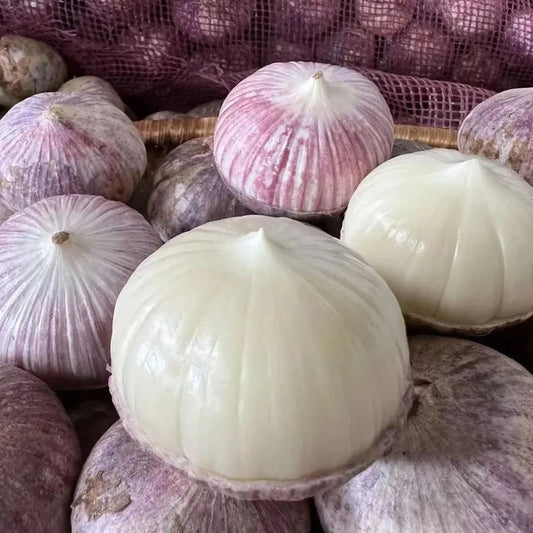 Garlic seeds ( Pack of 20) + Free Plant Growth Serum