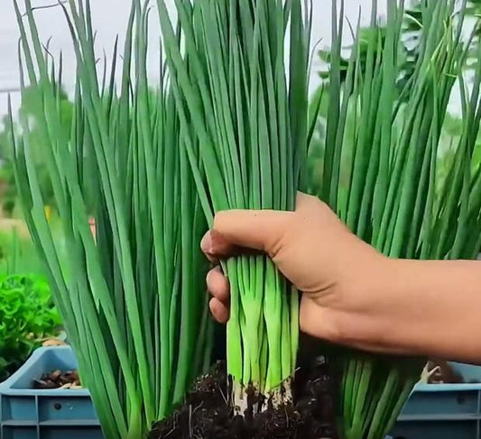 Spring Onion Seeds and Free Plant Growth Serum