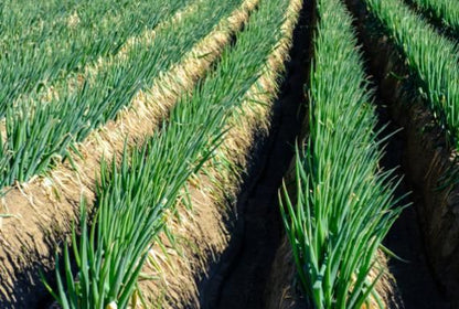 Spring Onion Seeds and Free Plant Growth Serum