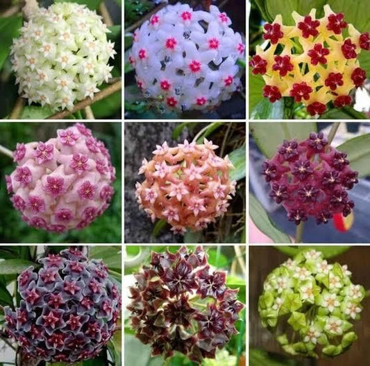 ✨Hoya Bulbs- Stars falling from the sky✨ | 🔥Buy 1 Get 1 Free🔥