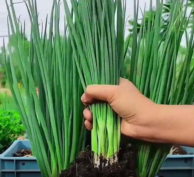 Spring Onion Seeds and Free Plant Growth Serum