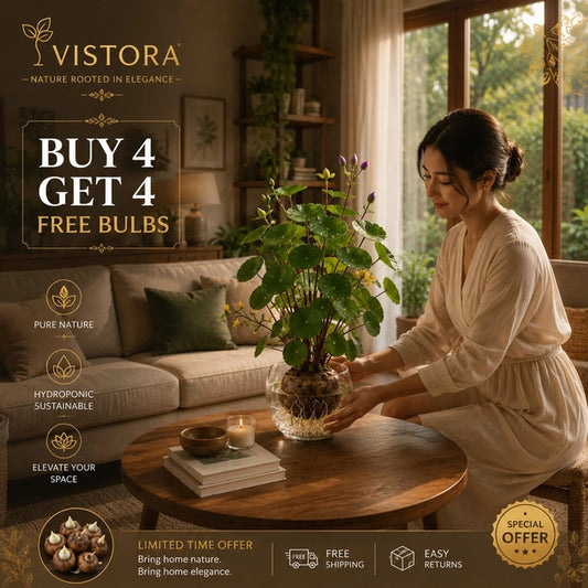 🎈🪴Red rattan Stephania Erecta Bulbs: The strongest houseplant for lazy people🌿🌸Buy 4 Get 4 Free Bulbs🌸
