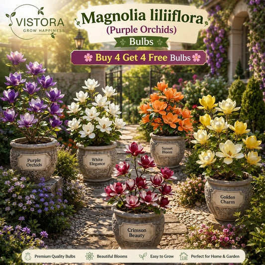 Magnolia liliiflora (Purple Orchids) Bulbs 🌸 Flowers Hide the Leaves, Fragrance Fills the Air🌸Buy 4 Get 4 Free Bulbs🌸